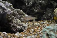 Copadichromis virginalis firecrest
