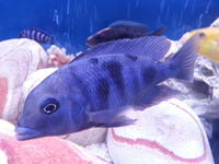 Top Quality Malawi Cichlids and Victorian Cichlids F1, F2 for sale