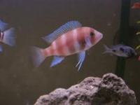 CYPHOTILAPIA FRONTOSA BLUE AND RED FOR SALE