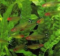 10 HEMIGRAMMUS RHODOSTOMUS RUMMY NOSE TETRA 3CM £10 CHEAPEST IN UK GUARANTEED