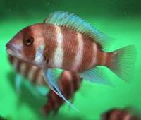 PRICE/STOCK LIST-LOTS OF FISH AT GREAT PRICES