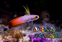Marine Supplier in Staffordshire, Urban Ocean Aquatics. Fish, Corals, Inverts, Cuc