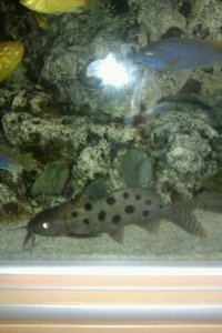 Full malawi set up for sale £200 the lot