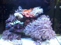 River Reef 97l Full setup Breeding Clowns