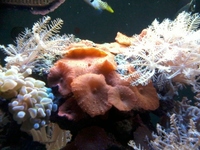 River Reef 97l Full setup Breeding Clowns