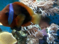 River Reef 97l Full setup Breeding Clowns