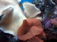 River Reef 97l Full setup Breeding Clowns