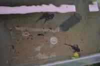 Zebra Plecos L46 with optional tank and accessories