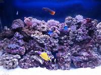 custom made marine set up