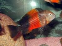 DISCUS DENISONI CLOWN LOACH FRONTOSA TROPHEUS MALAWI CATFISH ALL IN STOCK AND READY FOR COLLECTION