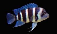 DISCUS DENISONI CLOWN LOACH FRONTOSA TROPHEUS MALAWI CATFISH ALL IN STOCK AND READY FOR COLLECTION