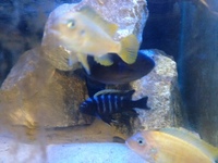 Hobbyist/breeder of wild caught Malawi and tanganyikan cichlids