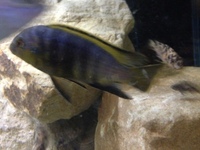 Hobbyist/breeder of wild caught Malawi and tanganyikan cichlids