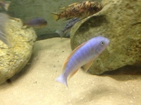 Hobbyist/breeder of wild caught Malawi and tanganyikan cichlids