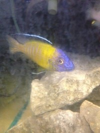 Hobbyist/breeder of wild caught Malawi and tanganyikan cichlids
