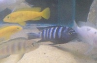 Hobbyist/breeder of wild caught Malawi and tanganyikan cichlids