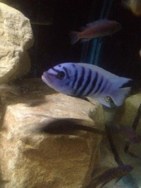 Hobbyist/breeder of wild caught Malawi and tanganyikan cichlids