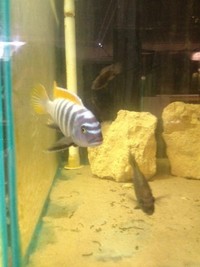 Hobbyist/breeder of wild caught Malawi and tanganyikan cichlids
