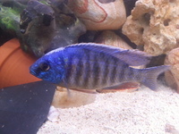 Top Quality Malawi Cichlids and Victorian Cichlids F1, F2 for sale