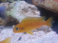 Top Quality Malawi Cichlids and Victorian Cichlids F1, F2 for sale