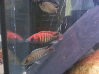 Top Quality Malawi Cichlids and Victorian Cichlids F1, F2 for sale