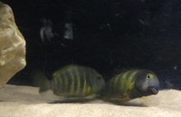 Hobbyist/breeder of wild caught Malawi and tanganyikan cichlids