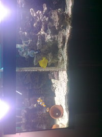 Fantastic Marine Set-up