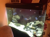 250 litre aquarium with equipment and stand £250