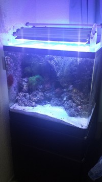 Modified Red Sea Max 130d for sale £250