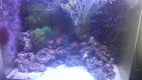 Modified Red Sea Max 130d for sale £250