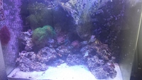 Modified Red Sea Max 130d for sale £250