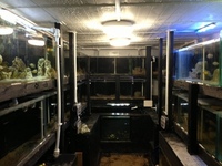 Hobbyist/breeder of wild caught Malawi and tanganyikan cichlids