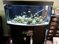 Juwel Vision 260 Bow Front Aquarium With Cabinet and Lots of Extras Just Add Fish £250 ono