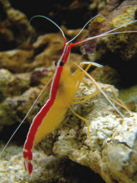 Cleaner Shrimp - £14.99