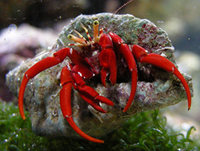 Red Hermit Crab - £2.49
