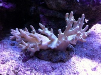 Finger Coral - £19.99 each