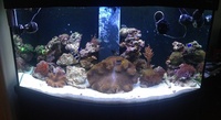 Aqua one aqua reef 400 complete marine setup worth over £3400