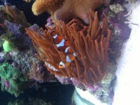 Aqua one aqua reef 400 complete marine setup worth over £3400