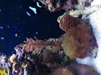 Aqua one aqua reef 400 complete marine setup worth over £3400