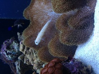Aqua one aqua reef 400 complete marine setup worth over £3400