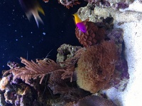 Aqua one aqua reef 400 complete marine setup worth over £3400