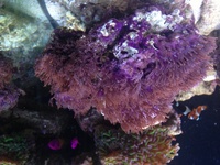Aqua one aqua reef 400 complete marine setup worth over £3400
