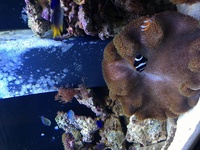 Aqua one aqua reef 400 complete marine setup worth over £3400