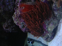 Aqua one aqua reef 400 complete marine setup worth over £3400