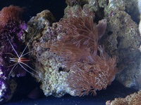 Aqua one aqua reef 400 complete marine setup worth over £3400
