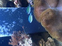 Aqua one aqua reef 400 complete marine setup worth over £3400