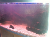 Aqua one 980 with cabinet and 2 Aqua one cf1000 externals - £200