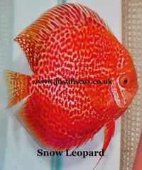 Discus fish for sale. Buy 5 get 3 free. Thousands in stock and the biggest selection in the U.K. Cheapest prices guaranteed.