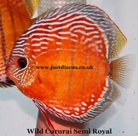 Discus fish for sale. Buy 5 get 3 free. Thousands in stock and the biggest selection in the U.K. Cheapest prices guaranteed.