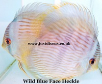 Discus fish for sale. Buy 5 get 3 free. Thousands in stock and the biggest selection in the U.K. Cheapest prices guaranteed.